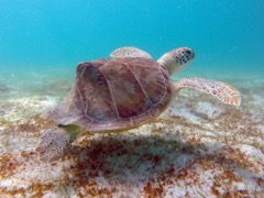Green Sea Turtle (Deformed)